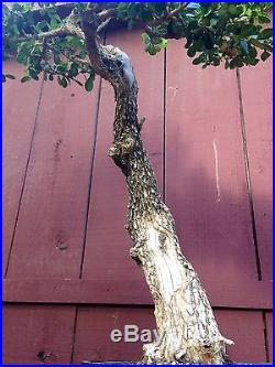 Japanese Boxwood bonsai specimen