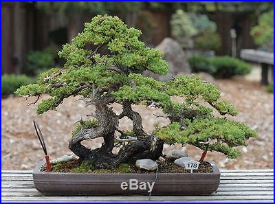 Japanese Cedar, Excellent for bonsai's Outdoor tree, Beautiful