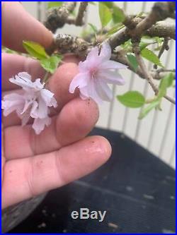 Japanese Cherry Blossom Twin Trunk Flowering Bonsai