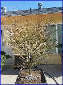 Japanese Creen Maple Bonsai Tree, SALE