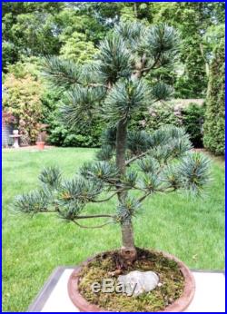 Japanese Dwarf White Pine Bonsai Tree 5 Needle Pine Pinus Parviflora Glauca