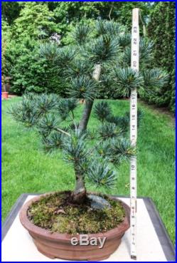 Japanese Dwarf White Pine Bonsai Tree 5 Needle Pine Pinus Parviflora Glauca
