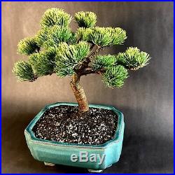 Japanese Dwarf White Pine In Glazed Ceramic Pot -10 Years Live Plant