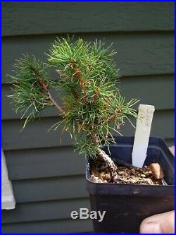 Japanese Five Needle Pine tree (not a graft)