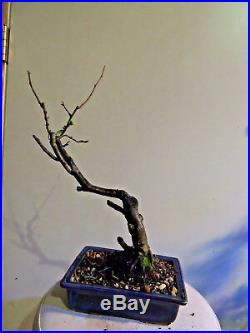 Japanese Flower Quince Bonsai (pot included)