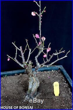 Japanese Flowering apricot 'Mume' bonsai specimen tree #30