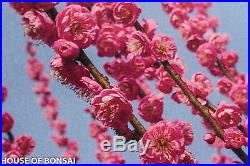 Japanese Flowering apricot 'Mume' bonsai specimen tree #30