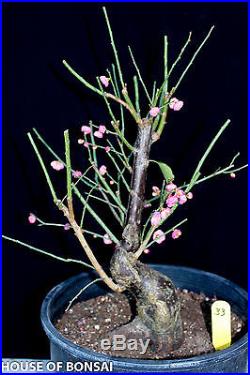 Japanese Flowering apricot 'Mume' bonsai specimen tree #33