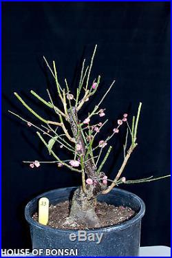 Japanese Flowering apricot 'Mume' bonsai specimen tree #33