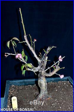 Japanese Flowering apricot 'Mume' bonsai specimen tree #34