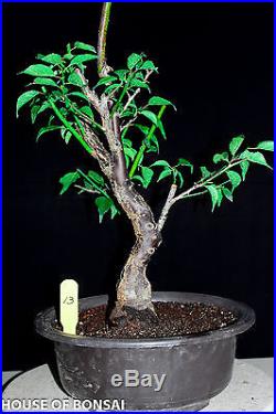 Japanese Flowering, fruiting apricot'mume' bonsai tree #13