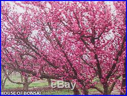 Japanese Flowering, fruiting apricot'mume' bonsai tree #15