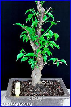 Japanese Flowering, fruiting apricot'mume' bonsai tree #16