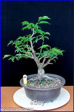 Japanese Flowering, fruiting apricot'mume' bonsai tree #18