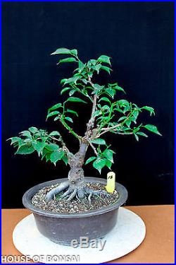 Japanese Flowering, fruiting apricot'mume' bonsai tree #18