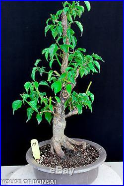 Japanese Flowering, fruiting apricot'mume' bonsai tree #19