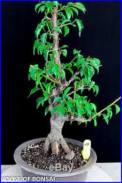 Japanese Flowering, fruiting apricot'mume' bonsai tree #19