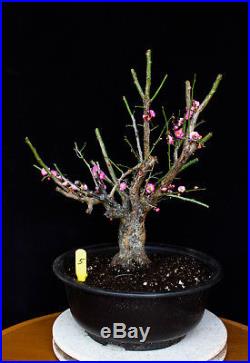 Japanese Flowering, fruiting apricot'mume' bonsai tree # 5