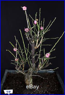 Japanese Flowering, fruiting apricot'mume' bonsai tree #74