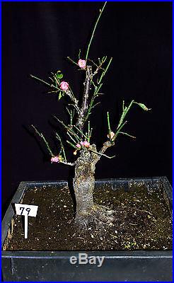 Japanese Flowering, fruiting apricot'mume' bonsai tree #79