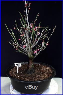 Japanese Flowering, fruiting apricot'mume' bonsai tree # 90