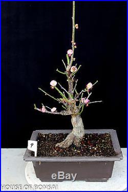 Japanese Flowering, fruiting apricot'mume' bonsai tree #9