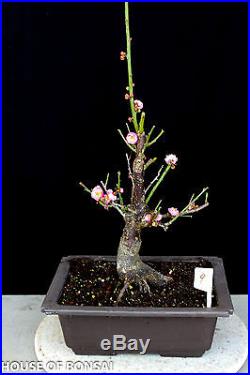 Japanese Flowering, fruiting apricot'mume' bonsai tree #9