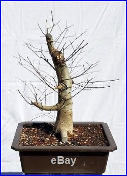 Japanese Gray Bark Elm Bonsai Tree