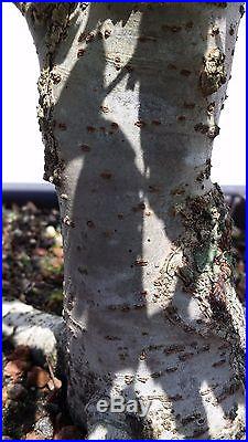 Japanese Gray Bark Elm Bonsai Tree