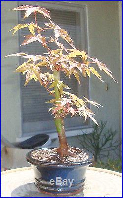 Japanese Green Maple Bonsai Shohin Dwarf Acer Palmatum