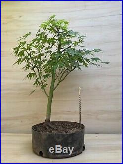 Japanese Green Maple Bonsai Tree Mame Shohin Kifu Momiji Nebari Big Thick Trunk