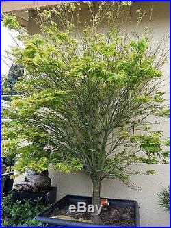 Japanese Green Maple Bonsai Tree, SALE