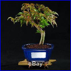 Japanese Green Maple Shohin Bonsai Tree Acer Palmatum # 9570_1