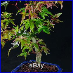 Japanese Green Maple Shohin Bonsai Tree Acer Palmatum # 9573_1