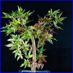 Japanese Green Maple Shohin Bonsai Tree Acer Palmatum # 9934_1