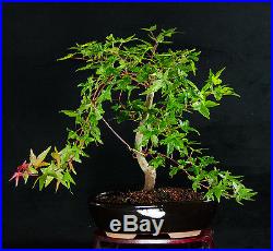 Japanese Green Maple Weeping Style Shohin Bonsai Tree Acer Palmatum # 0032