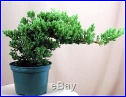 Japanese Juniper Bonsai Starter Tree 4 pot Juniperus procumbens Nana