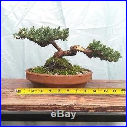 Japanese Juniper Bonsai Tree Old Trained Shohin Movement JaysBonsaiTrees