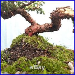 Japanese Juniper Bonsai Tree Old Trained Shohin Movement JaysBonsaiTrees