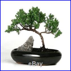 Japanese Juniper Bonsai tree Best gift free shipping