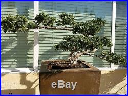 Japanese Juniper San Jose Bonsai Tree, SALE