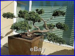 Japanese Juniper San Jose Bonsai Tree, SALE