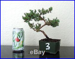 Japanese Juniper for shohin mame bonsai tree curving trunk #3 free shipping