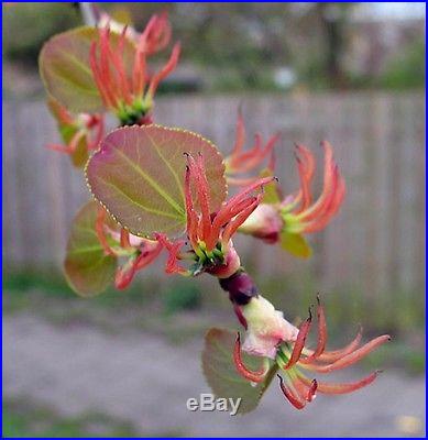 Japanese Katsura, Cercidiphyllum japonicum, Tree Seeds (Fall Colors)