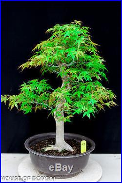 Japanese Katsura maple specimen bonsai tree #23