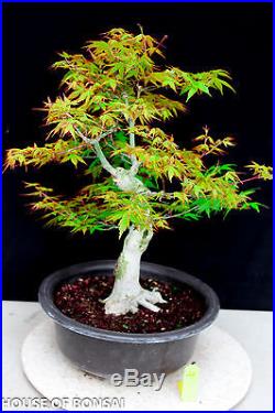 Japanese Katsura maple specimen bonsai tree #24