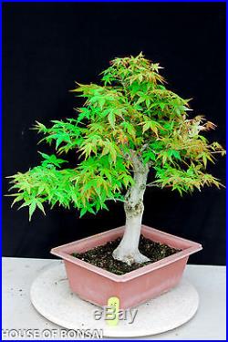 Japanese Katsura maple specimen bonsai tree #25