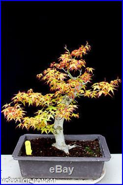 Japanese Katsura maple specimen bonsai tree #27