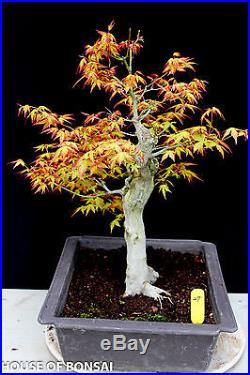 Japanese Katsura maple specimen bonsai tree #27