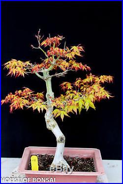 Japanese Katsura maple specimen bonsai tree #28